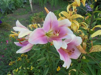 Декоративные садовые растения. - DSC03889.JPG