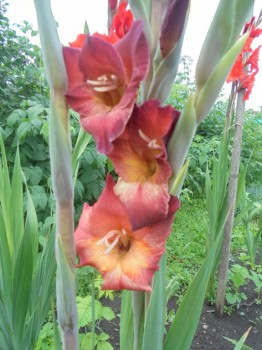 Декоративные садовые растения. - DSC03907.JPG