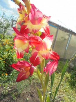 Декоративные садовые растения. - DSC03875.JPG