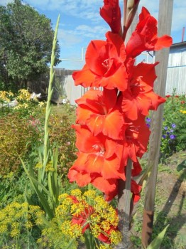 Декоративные садовые растения. - DSC03876.JPG