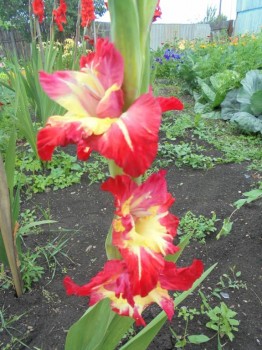 Декоративные садовые растения. - DSC03905.JPG