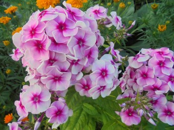 Флоксы многолетние. Радость жизни = Посадка и уход. - DSC03890.JPG