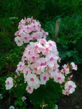 Флоксы многолетние. Радость жизни = Посадка и уход. - image.jpg