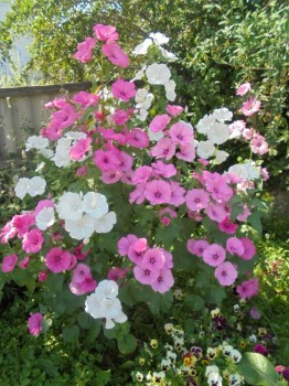 Цветник без хлопот. - DSC03852.JPG