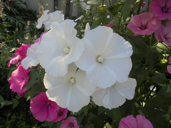 Цветник без хлопот. - DSC03854.JPG