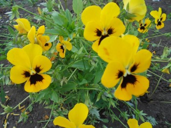 Цветник без хлопот. - DSC03892.JPG