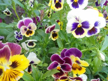 Цветник без хлопот. - DSC03893.JPG