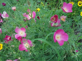 Цветник без хлопот. - DSC03909.JPG