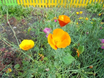 Цветник без хлопот. - DSC03911.JPG