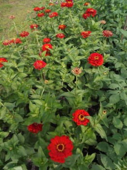 Цветник без хлопот. - DSC03866.JPG