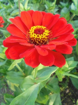 Цветник без хлопот. - DSC03896.JPG