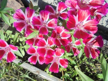 Цветник без хлопот. - DSC03878.JPG