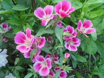 Цветник без хлопот. - DSC03865.JPG