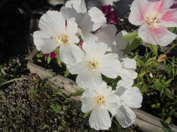 Цветник без хлопот. - DSC03879.JPG