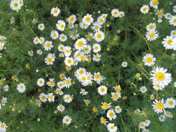 Цветник без хлопот. - DSC03887.JPG