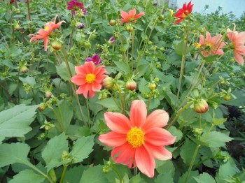 Цветник без хлопот. - DSC03908.JPG