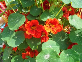 Цветник без хлопот. - DSC03859.JPG