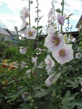 Цветник без хлопот. - DSC03869.JPG