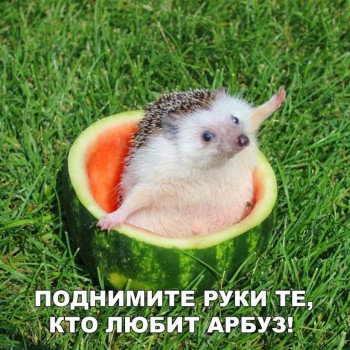 Из ВКонтактика с приветиком  - 6Z40xcu6o5w.jpg