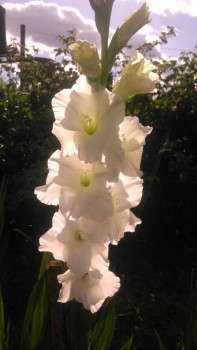 Декоративные садовые растения. - DSC_0003.JPG