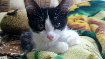 Кого из животных вы содержите? Фото приветствуется. - Кипиш.jpg