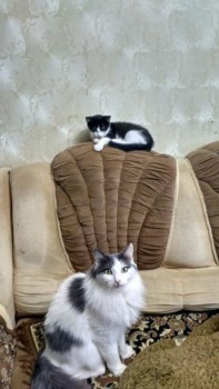 Кого из животных вы содержите? Фото приветствуется. - Кипиш +.jpg