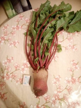 Прямо с грядки Наш урожай  - DSC_0288.JPG