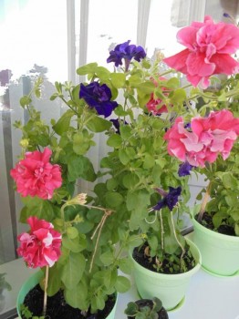 Мои комнатные растения. - DSC03921.JPG