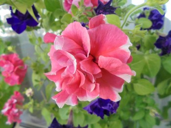 Мои комнатные растения. - DSC03923.JPG