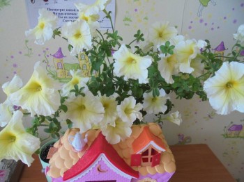 Мои комнатные растения. - DSC03924.JPG