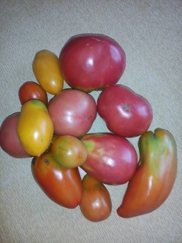 Прямо с грядки Наш урожай  - IMG_20170818_172417.jpg