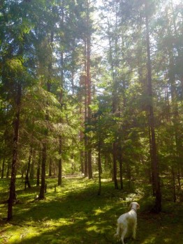 Лесная сказка  - image.jpg