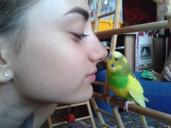 Попугайчики и все о них... - 20170826_154633.jpg