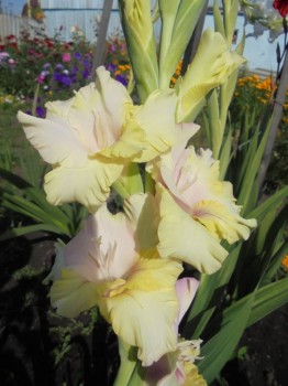 Декоративные садовые растения. - DSC03941.JPG