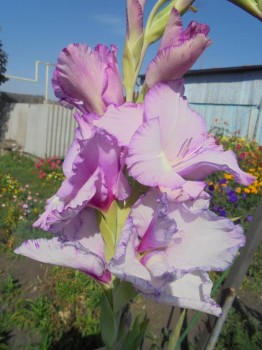 Декоративные садовые растения. - DSC03943.JPG