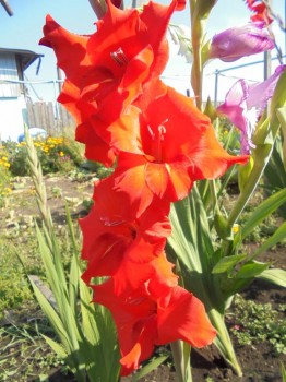 Декоративные садовые растения. - DSC03944.JPG