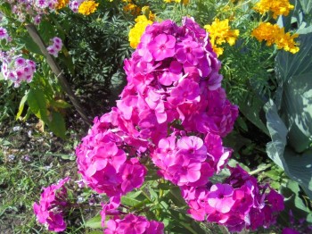 Флоксы многолетние. Радость жизни = Посадка и уход. - DSC03936.JPG