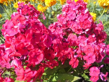 Флоксы многолетние. Радость жизни = Посадка и уход. - DSC03937.JPG