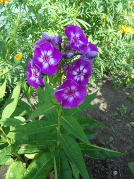 Флоксы многолетние. Радость жизни = Посадка и уход. - DSC03939.JPG