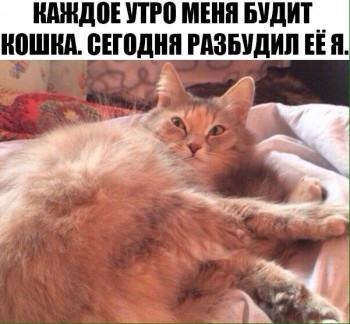 Cмешное из жизни животных. Фото и видео из интернета. - IMG_4510.JPG