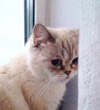 Кого из животных вы содержите? Фото приветствуется. - image.jpg