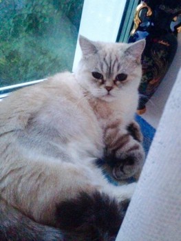 Кого из животных вы содержите? Фото приветствуется. - image.jpg