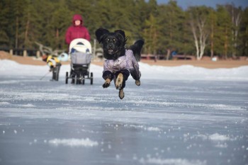 Кого из животных вы содержите? Фото приветствуется. - 17620238_1276214072432385_5029543726931288838_o.jpg