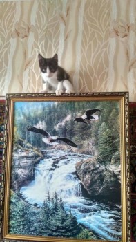 Кого из животных вы содержите? Фото приветствуется. - IMG_20170815_075244_HDR.jpg