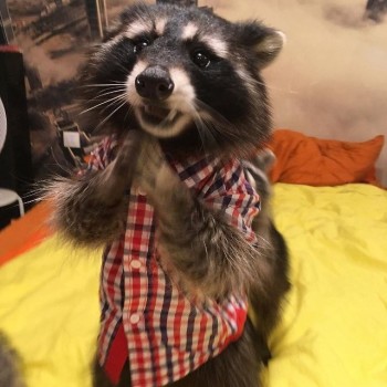 Cмешное из жизни животных. Фото и видео из интернета. - image (7).jpg