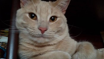 Здравствуйте,давайте знакомиться-2 - 20170702_104747.jpg