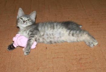 Клуб фелинологов-любителей  - hSK7XhhnRoc.jpg