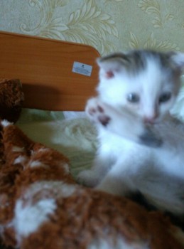 Какую кличку выбрать для кота? - EzYrL8lIbc4.jpg