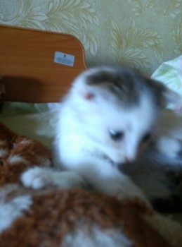 Какую кличку выбрать для кота? - l8xF_uwY3vs.jpg