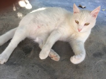 Клуб фелинологов-любителей  - IMG_0933.JPG